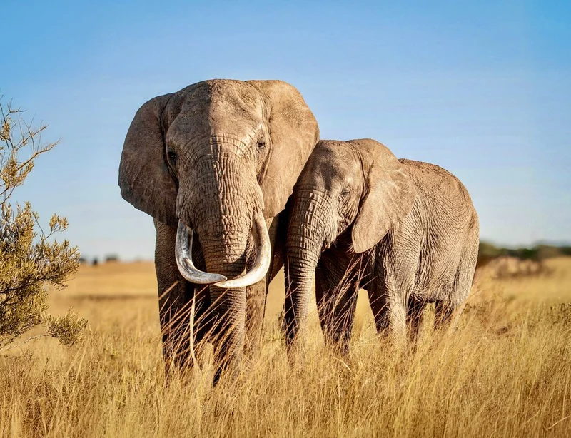 African Elephant Family
