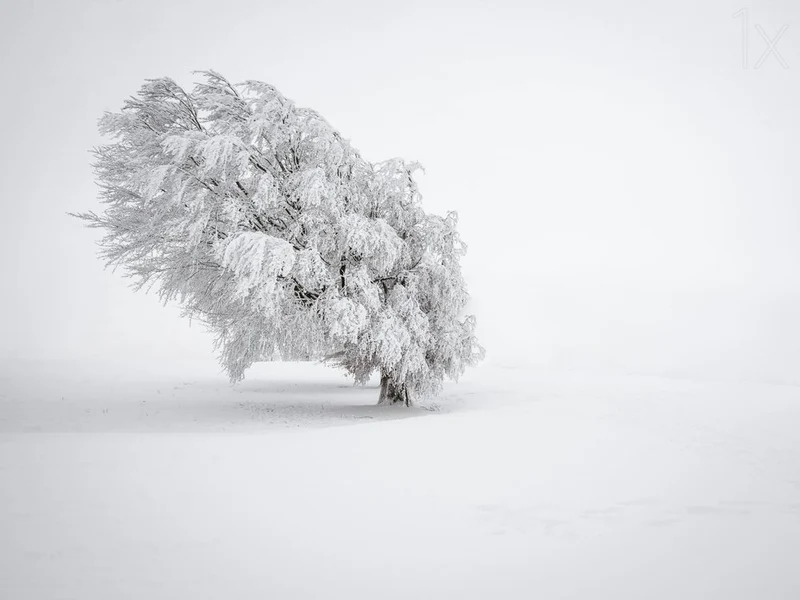 Winter Solitude Tree