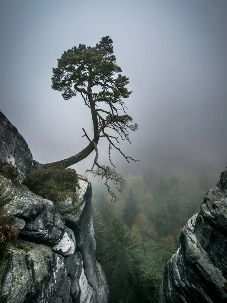 Misty Mountain Pine