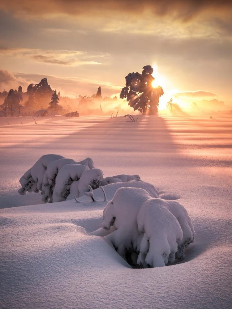 Golden Winter Rays