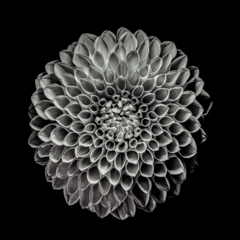 Elegant Black Dahlia