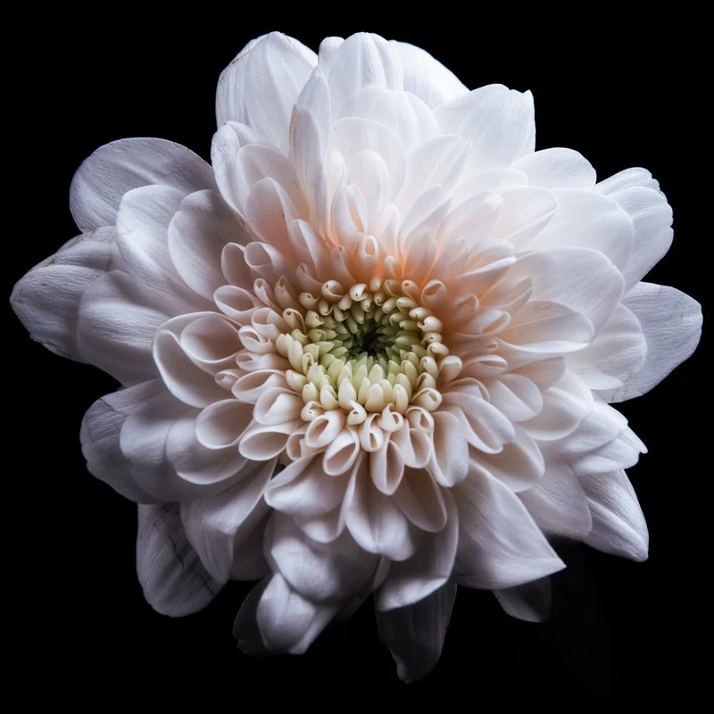 White Chrysanthemum Bloom