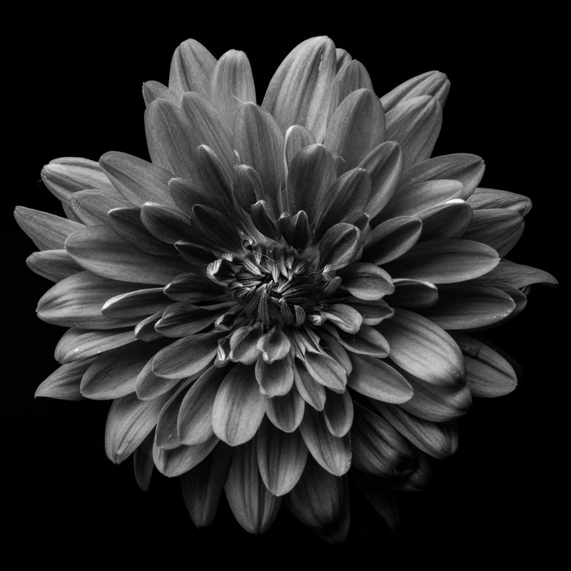 Monochrome Dahlia Bloom