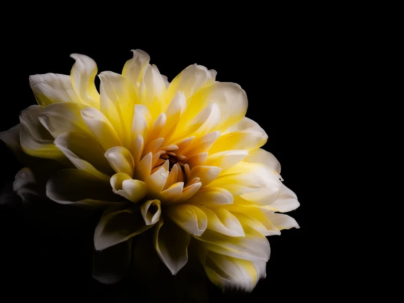 Elegant Yellow Dahlia