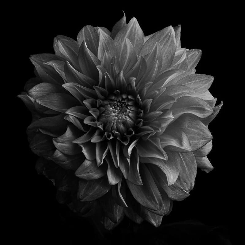 Dramatic Dahlia Flower