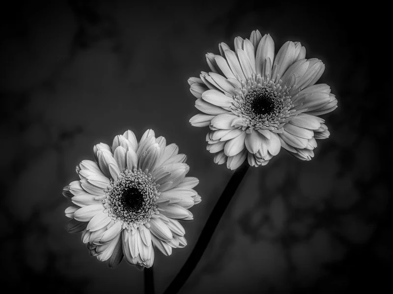 Elegant Black White Daisies