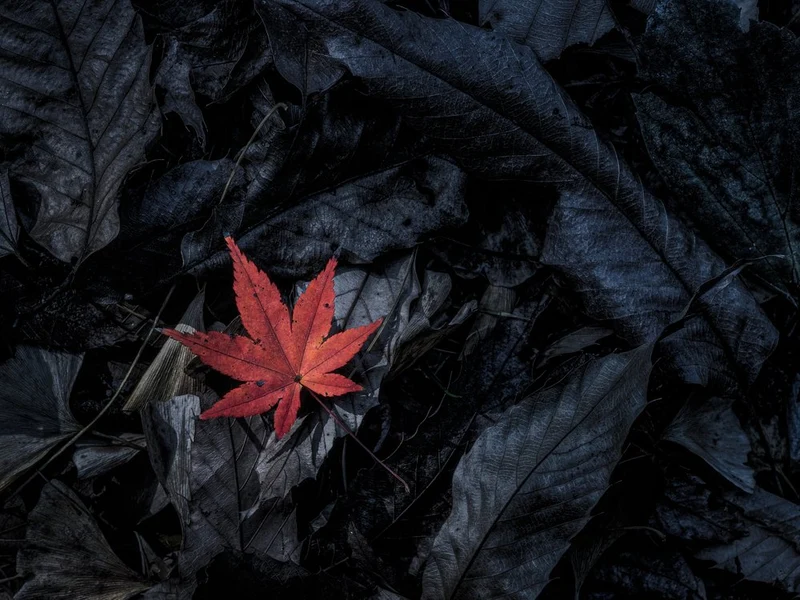 Red Leaf Contrast