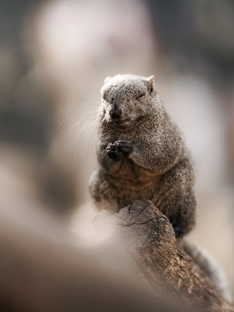 Peaceful Meditating Squirrel
