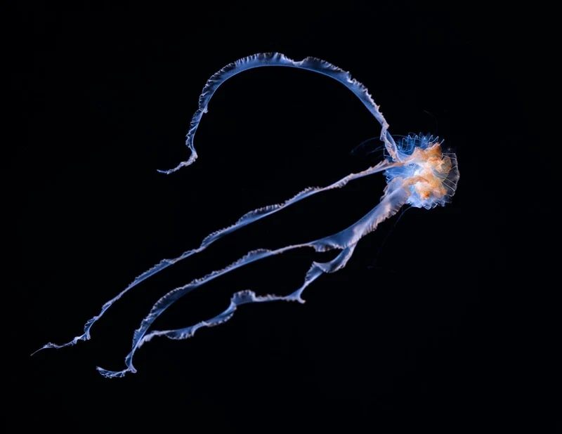 Blue Jellyfish Glow