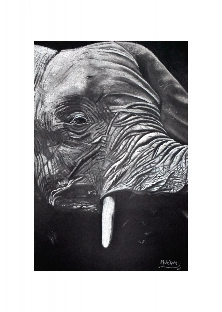 Majestic Elephant Portrait