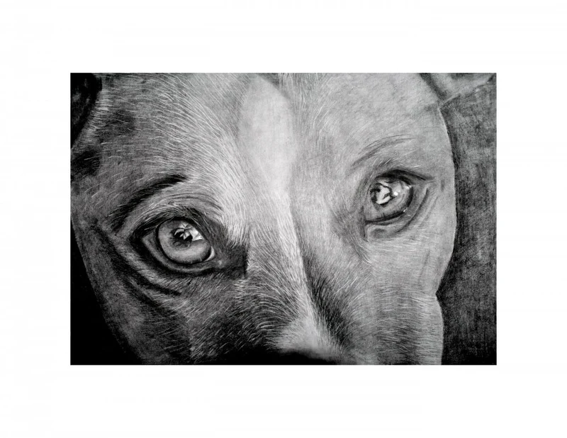 Soulful Dog Eyes