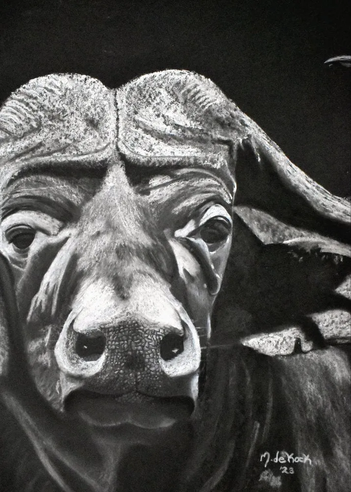 Bufalo