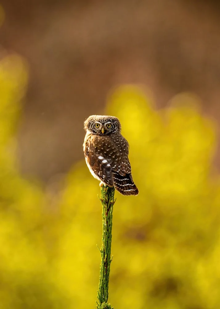 Golden Pygmy Owl