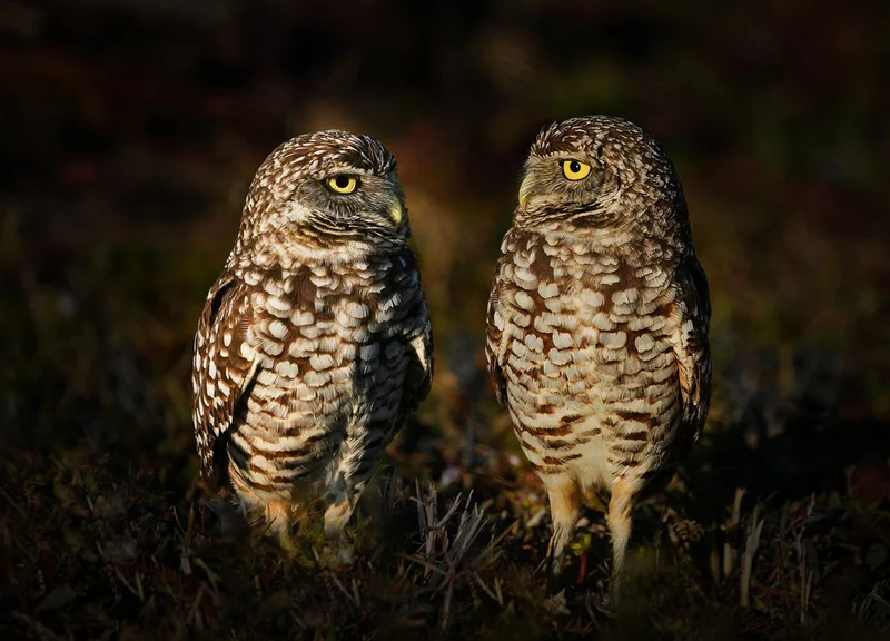 Curious Burrowing Owls