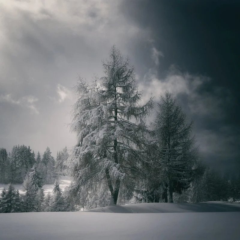 Snowy Winter Trees