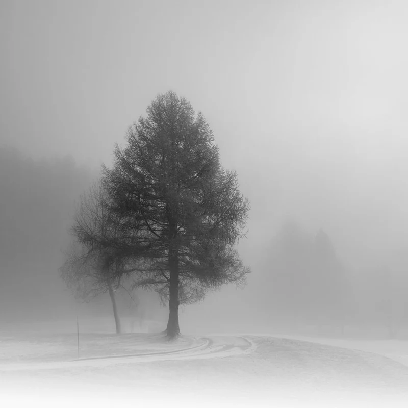 Trees In Winter Fog