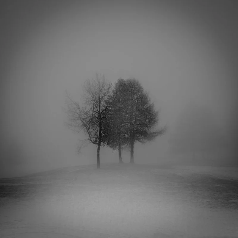 Misty Winter Trees