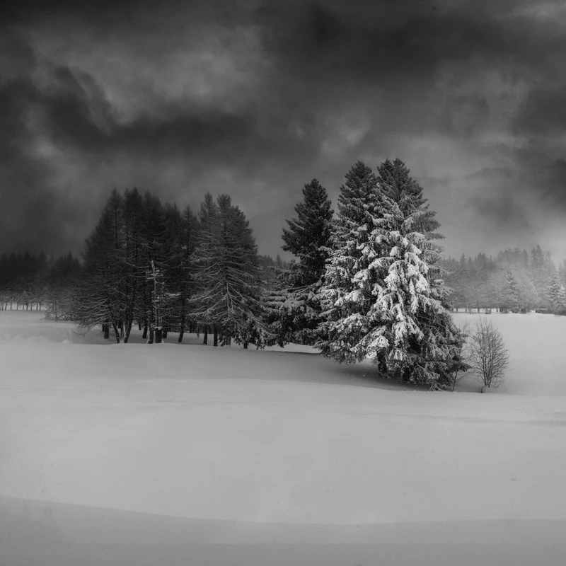 Dramatic Snowy Forest
