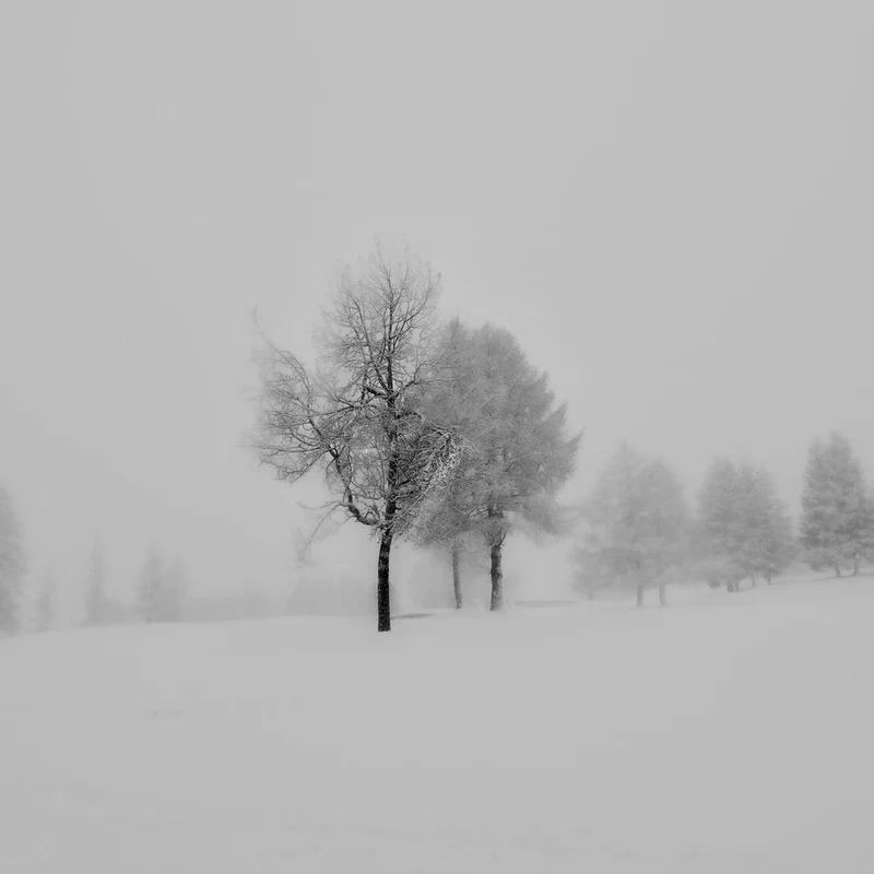 Misty Winter Trees
