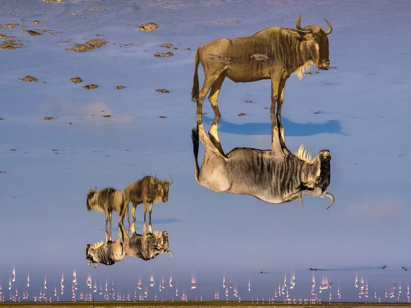 Wildebeest Water Mirror