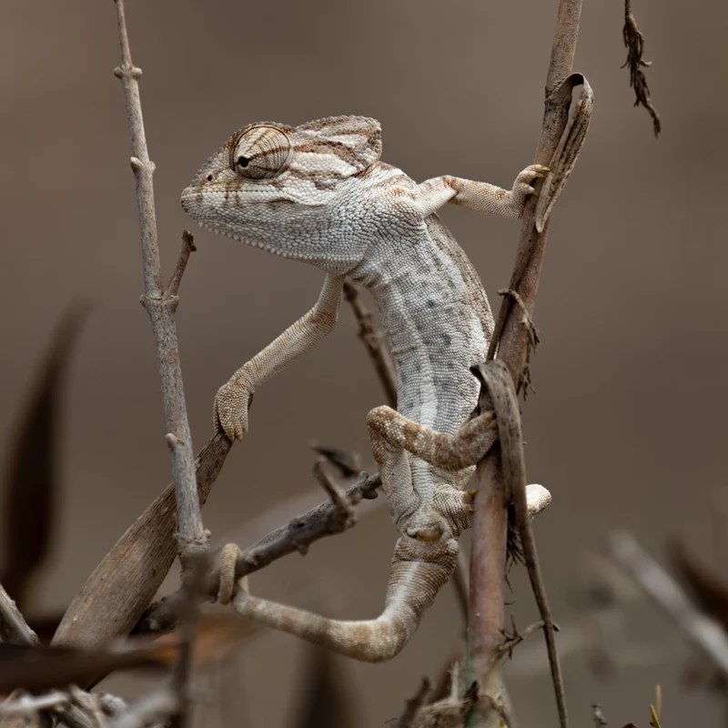 Curious Desert Chameleon