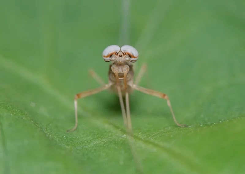 Big Eyed Fly
