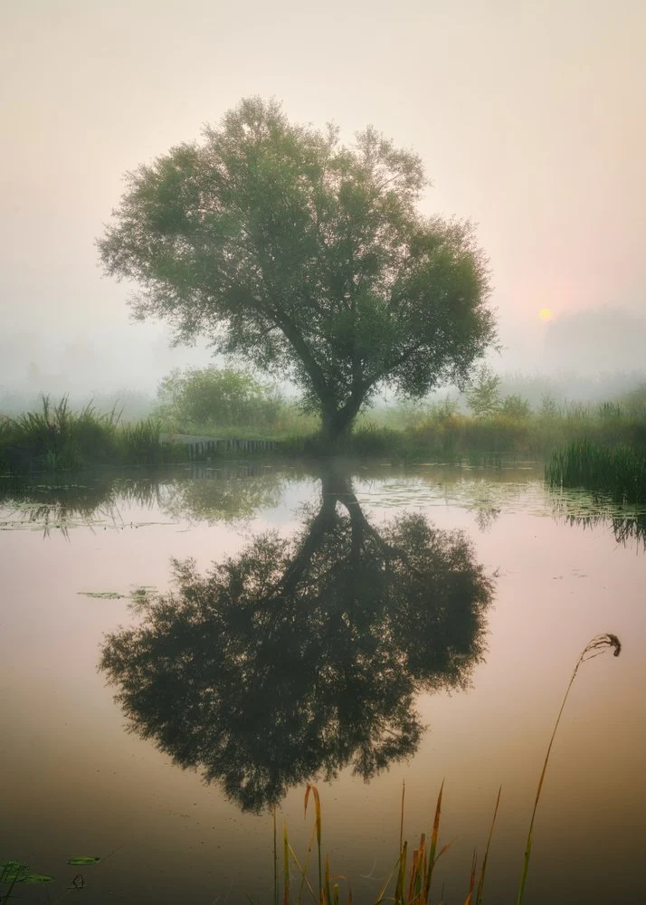 Misty Morning Tree Reflection