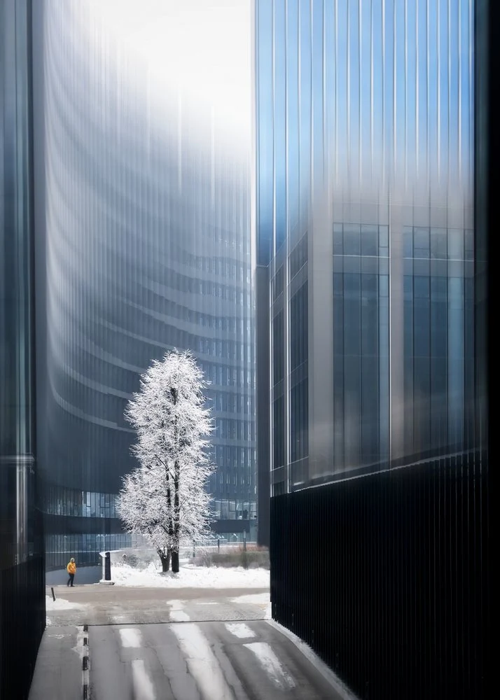 Frosted City Tree