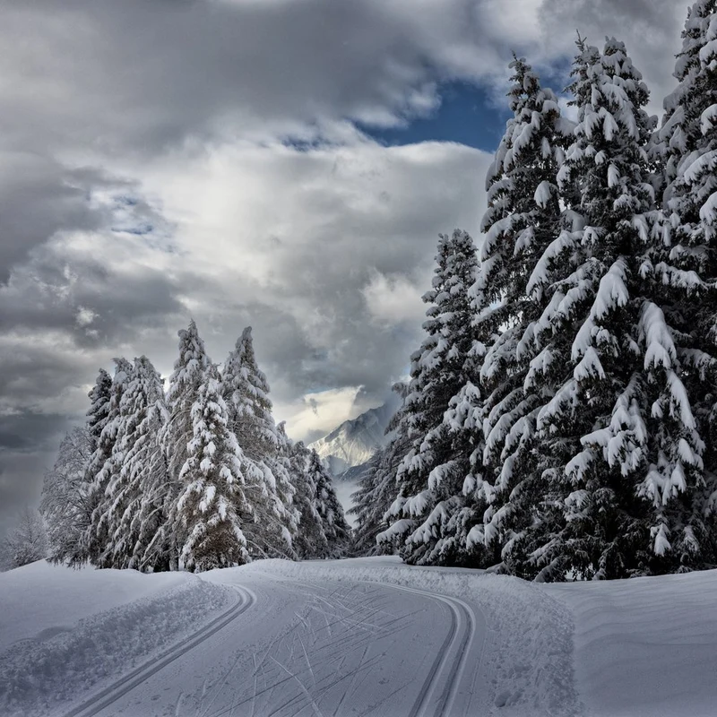 Snowy Forest Ski Trail
