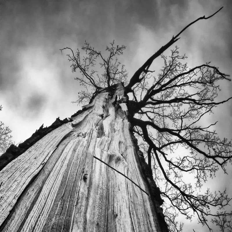 Dramatic Old Tree