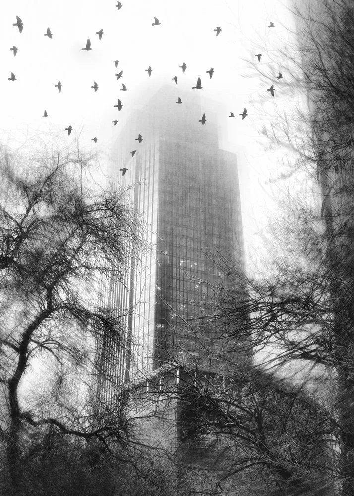 Misty City Birds