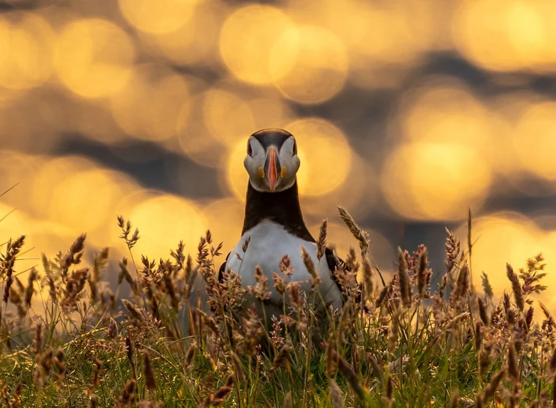 Puffin in Golden Light