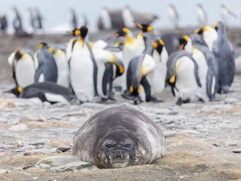 Sleepy Seal King Penguins