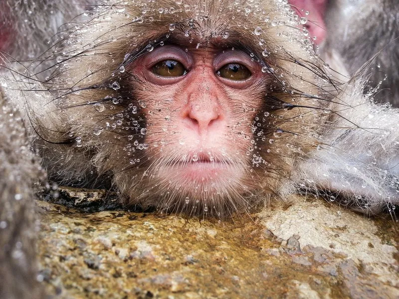 Wet Baby Snow Monkey