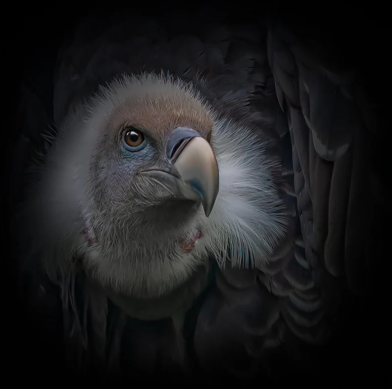 Intense Vulture Gaze