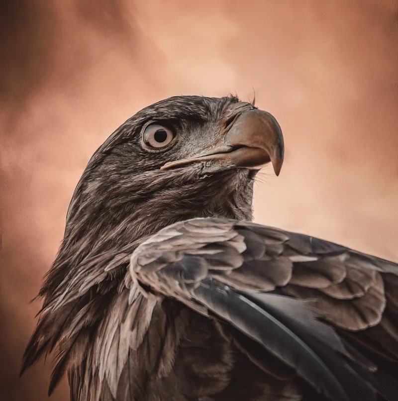 Majestic Eagle Portrait