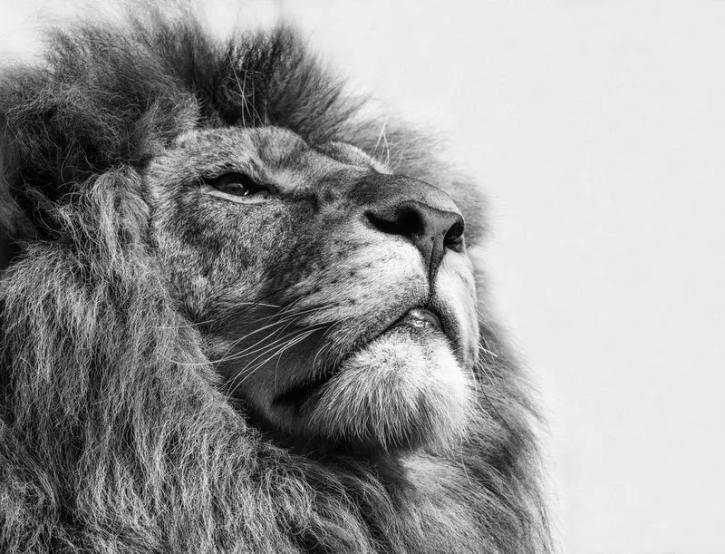 Majestic Lion Profile