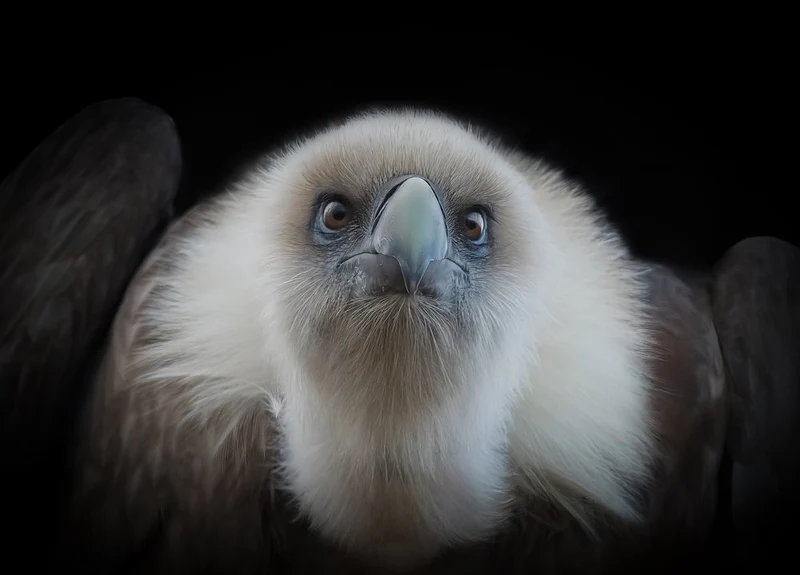 Vulture Gaze Dark