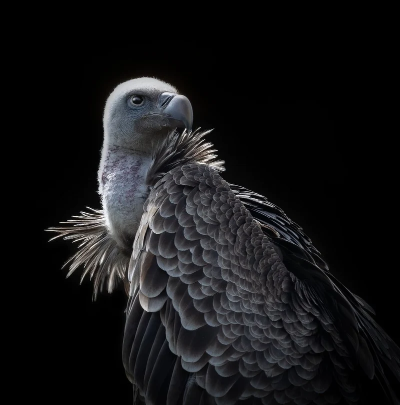 Powerful Vulture Portrait