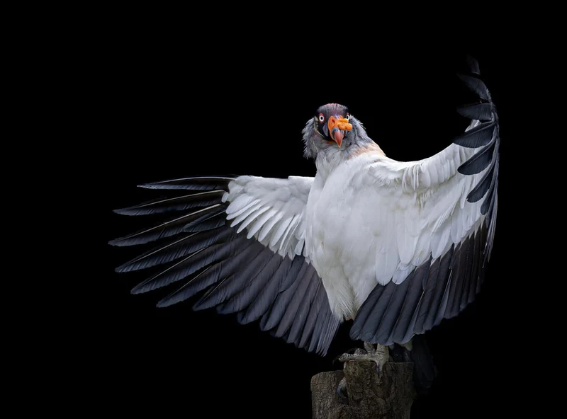 King Vulture Spreading Wings