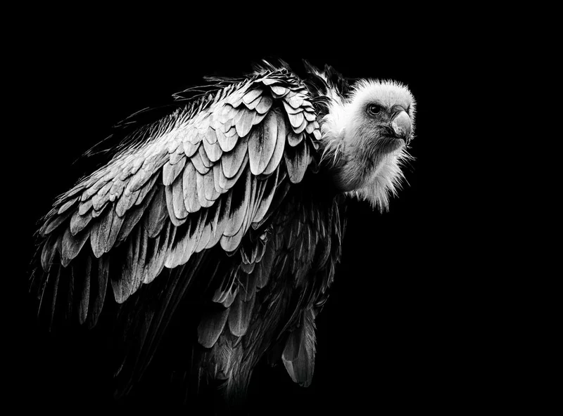 Intense Griffon Vulture