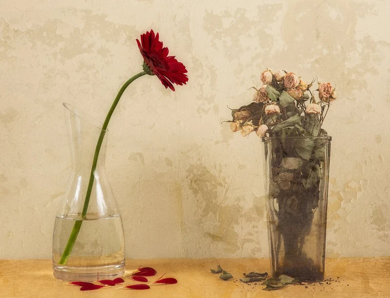 Red Daisy Faded Roses