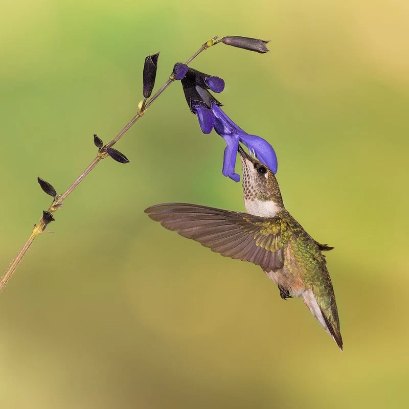 Hummingbird Nectar Feast