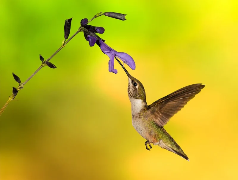 Hummingbird Feeding Bloom