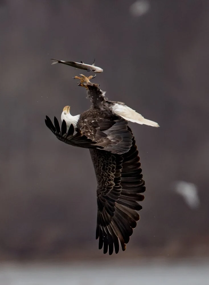 Bald Eagle Hunting Fish