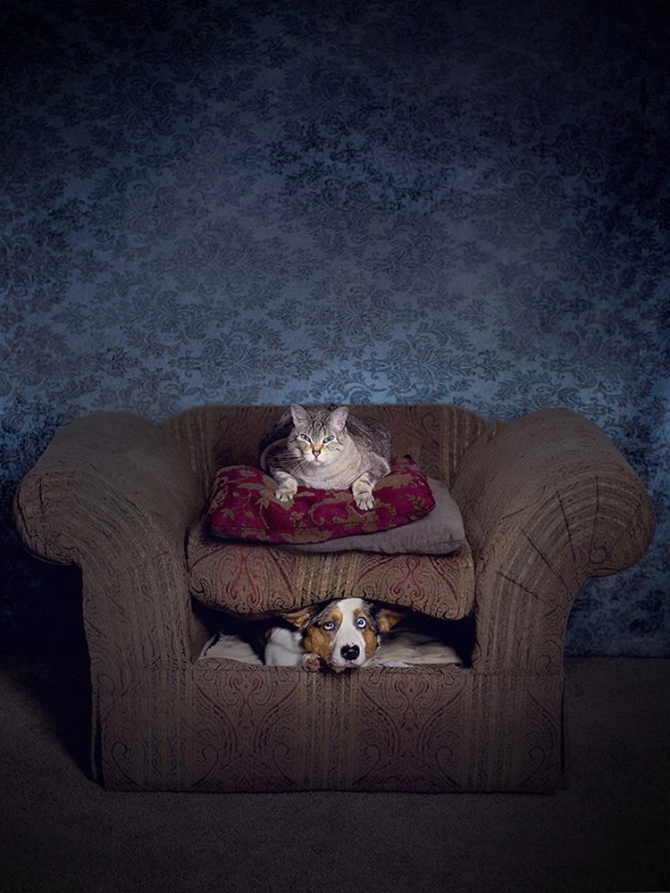 Cozy Cat and Peeking Dog