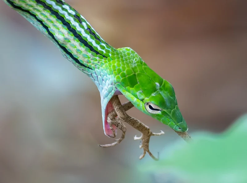 Green Snake Eats Lizard