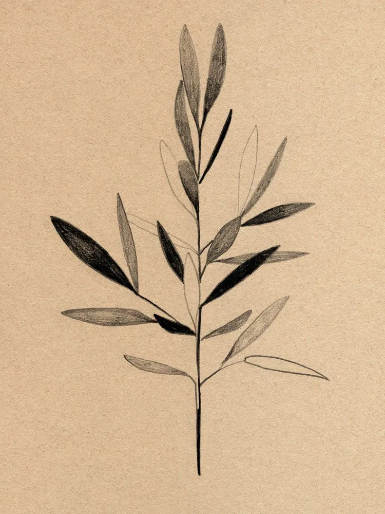 Minimalist Olive Branch