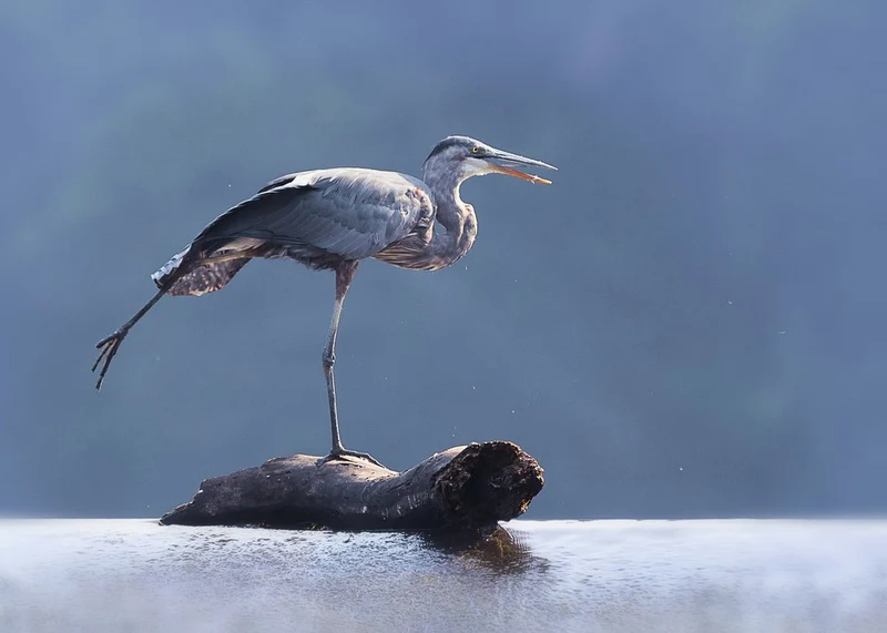 Great Blue Heron Grace