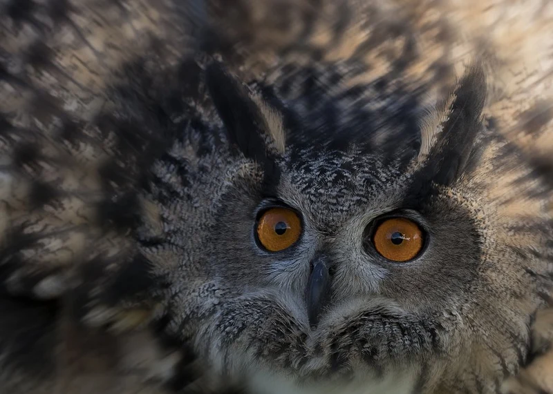 Piercing Owl Eyes